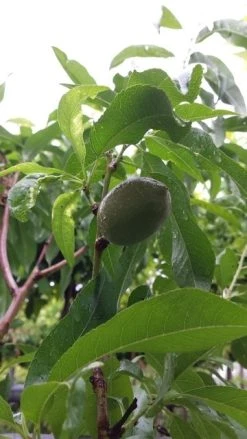 Amandelboom (Prunus Dulcis) -Groene Wereld 20190712 153156 1