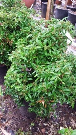 Vuurdoorn Als Bol (Pyracantha 'Navaho') -Groene Wereld 20190712 153414