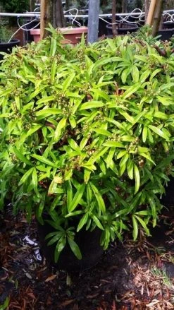 Vuurdoorn Als Bol (Pyracantha 'Navaho') -Groene Wereld 20190712 153454