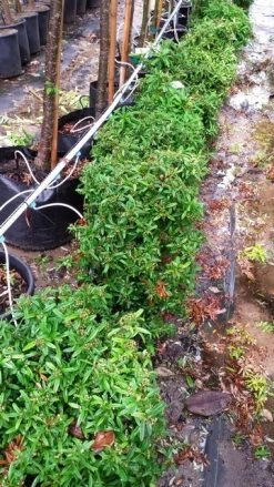 Vuurdoorn Als Bol (Pyracantha 'Navaho') -Groene Wereld 20190712 153510