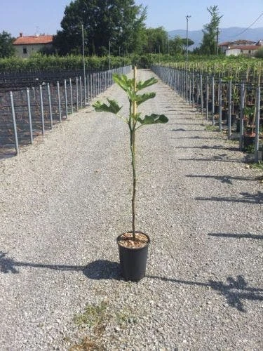 Vijg Op Stam (Ficus Carica 'Panache') 3 Vijg Op Stam (Ficus Carica 'Panache')