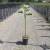 Vijg Op Stam (Ficus Carica 'Panache') -Groene Wereld 20200928110358396762