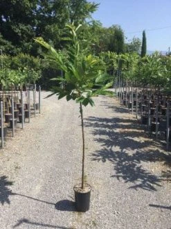 Tamme Kastanje Als Halfstam (Castanea Sativa) -Groene Wereld 20200928110402746331 1