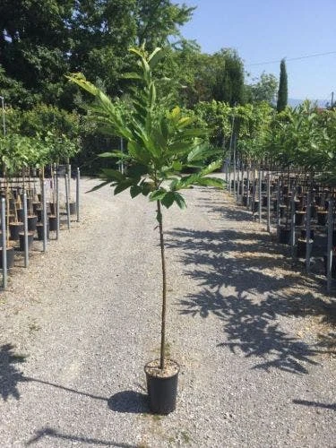 Tamme Kastanje Als Halfstam (Castanea Sativa) 4 Tamme Kastanje Als Halfstam (Castanea Sativa) - Afbeelding 2