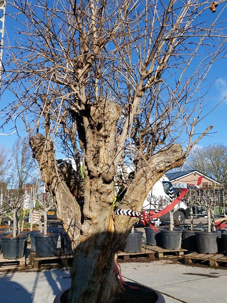 Granaatappel Als Solitair (Punica Granatum) 6 Granaatappel Als Solitair (Punica Granatum) - Afbeelding 5