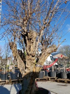 Granaatappel Als Solitair (Punica Granatum) 16 Granaatappel Als Solitair (Punica Granatum) -Groene Wereld 20220217 110658 1