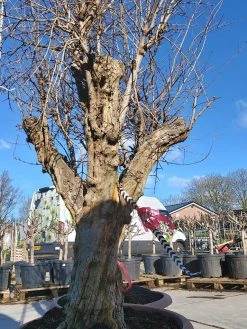 Granaatappel Als Solitair (Punica Granatum) 18 Granaatappel Als Solitair (Punica Granatum) -Groene Wereld 20220217 110708 1