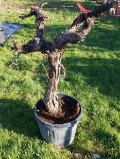 Druif, Op Stam (Vitis Vinifera) -Groene Wereld 20220217 111202