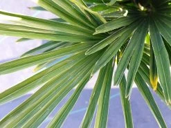 Winterharde Palm (Trachycarpus Wagnerianus) -Groene Wereld 20220217 112257 1