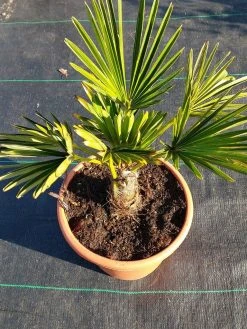 Winterharde Palm (Trachycarpus Wagnerianus) -Groene Wereld 20220217 112423 1