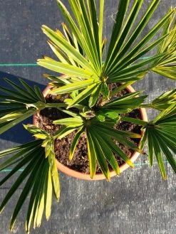 Winterharde Palm (Trachycarpus Wagnerianus) -Groene Wereld 20220217 112447 1