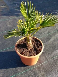 Winterharde Palm (Trachycarpus Wagnerianus) -Groene Wereld 20220217 112456 1