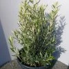 Olijf Als Struik (Olea Europaea) -Groene Wereld 20220223 132404