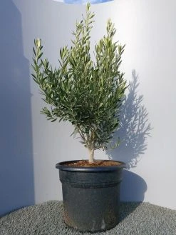 Olijf Als Struik (Olea Europaea) -Groene Wereld 20220223 132454