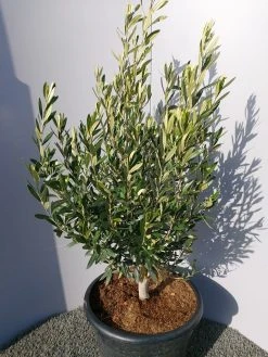 Olijf Als Struik (Olea Europaea) -Groene Wereld 20220223 132509