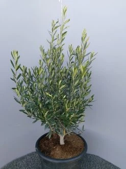 Olijf Als Struik (Olea Europaea) -Groene Wereld 20220223 132617