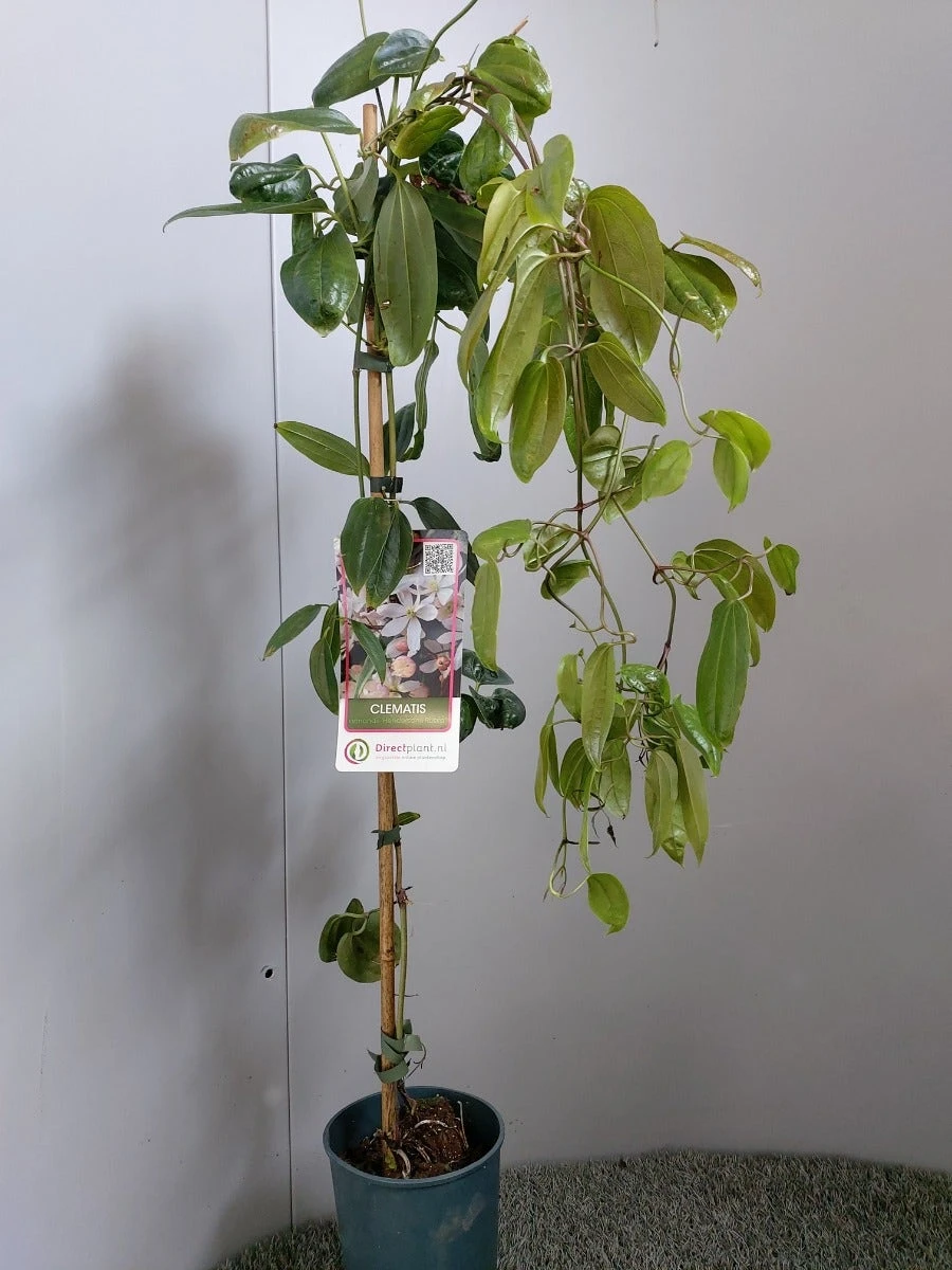 Groenblijvende Clematis (Clematis Armandii 'Hendersonii Rubra') 4 Groenblijvende Clematis (Clematis Armandii 'Hendersonii Rubra') - Afbeelding 2