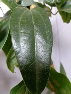 Groenblijvende Clematis (Clematis Armandii 'Hendersonii Rubra') 7 Groenblijvende Clematis (Clematis Armandii 'Hendersonii Rubra') -Groene Wereld 20220613 162250 2