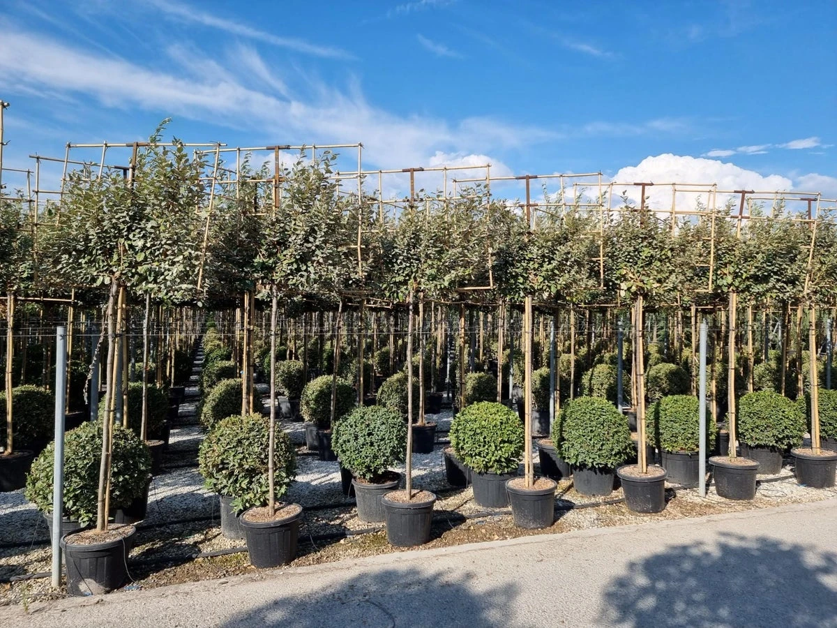 Olijfwilg Als Leiboom (Elaeagnus Ebbingei) 3 Olijfwilg Als Leiboom (Elaeagnus Ebbingei)