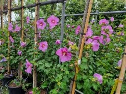 Altheastruik (Hibiscus Syriacus 'Rose Moon') -Groene Wereld 20220817 110039