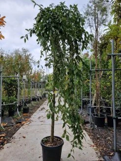 Japanse Treursierkers (Prunus 'White Fountain') 6 Japanse Treursierkers (Prunus 'White Fountain') -Groene Wereld 20221003 123432