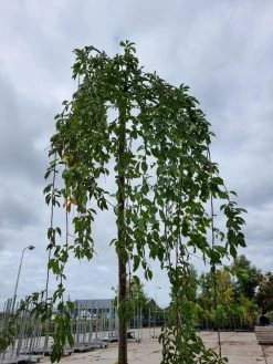 Treursierkers (Prunus Subhirtella 'Pendula Rosea') 9 Treursierkers (Prunus Subhirtella 'Pendula Rosea') -Groene Wereld 20221003 124006