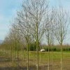 Beverboom (Magnolia Cylindrica) -Groene Wereld 208magnoliacilindricaho 2 1