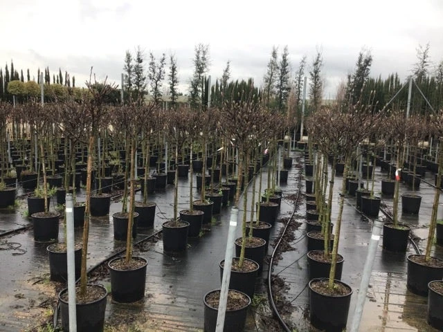 Beverboom Op Stam (Magnolia Soulangeana) 4 Beverboom Op Stam (Magnolia Soulangeana) - Afbeelding 2