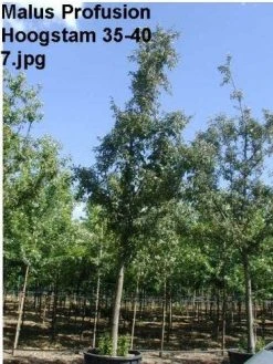 Sierappel (Malus 'Profusion' ) -Groene Wereld 226malusprofusionho 11