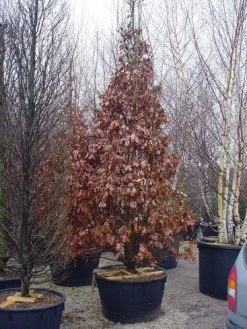 Perzisch IJzerhout Als Struik (Parrotia Persica) 16 Perzisch IJzerhout Als Struik (Parrotia Persica) -Groene Wereld 239parrotiapersicasolt 14