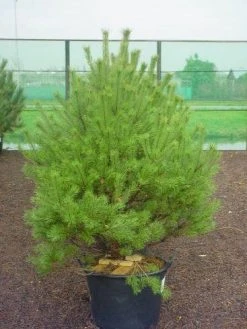 Grove Den (Pinus Sylvestris 'Norwegian')