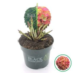 Hortensia (Hydrangea Black Diamonds Red Angel) -Groene Wereld 2 4 1