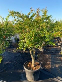 Granaatappel Als Solitair (Punica Granatum) 17 Granaatappel Als Solitair (Punica Granatum) -Groene Wereld 2abb39e3 174c 4ec1 a229 9f8a81d17e96