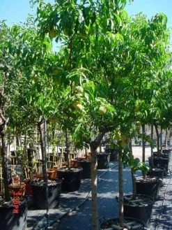 Perzikboom (Prunus Persica) -Groene Wereld 312prunuspersica 3 1