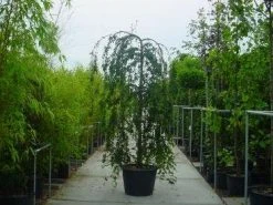 Japanse Treursierkers (Prunus 'Snow Fountain') 8 Japanse Treursierkers (Prunus 'Snow Fountain') -Groene Wereld 315prunussnowfountain 1 1