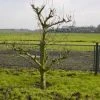 Wilde Perenboom (Pyrus Communis) -Groene Wereld 317pyruscommunis 5