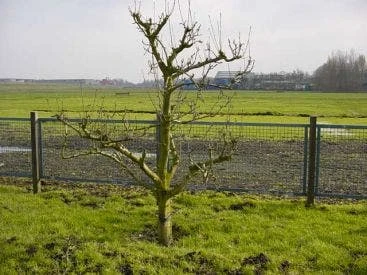 Wilde Perenboom (Pyrus Communis) 3 Wilde Perenboom (Pyrus Communis)