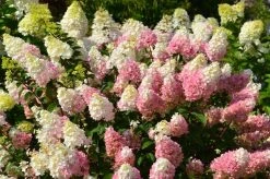 Pluimhortensia (Hydrangea Paniculata 'Sundae Fraise') -Groene Wereld 33 hydrangea sundae fraise pepiren 07 08 14 02