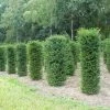 Taxus (Taxus Baccata Cilinder) 2 Taxus (Taxus Baccata Cilinder) -Groene Wereld 343taxusbaccatacilinder 1 1