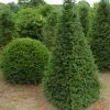 Taxus Als Pyramide (Taxus Baccata) -Groene Wereld 347taxusbaccatapir 5