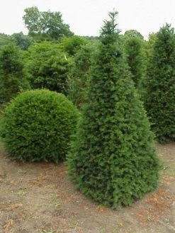 Taxus Als Pyramide (Taxus Baccata)