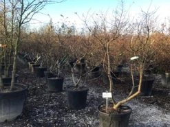 Dwergiep (Ulmus Minor 'Jacqueline Hillier') -Groene Wereld 3 2 1