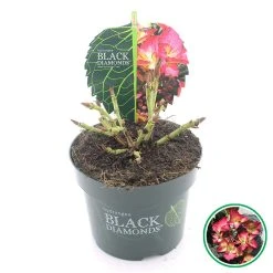 Hortensia (Hydrangea Black Diamonds Dark Angel) -Groene Wereld 3 4