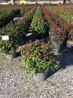 Sneeuwbal Als Bolvorm (Viburnum Tinus 'Eve Price') -Groene Wereld 4050