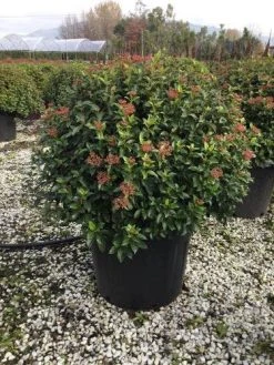 Sneeuwbal Als Bolvorm (Viburnum Tinus 'Eve Price') -Groene Wereld 6070 1