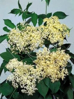 Vlier (Sambucus Nigra) -Groene Wereld 703081 3 3