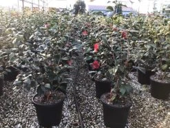 Camelia (Camellia Japonica 'San Dimas') -Groene Wereld 7 1 1