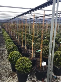 Japanse Esdoorn (Acer Palmatum 'Viridis') 12 Japanse Esdoorn (Acer Palmatum 'Viridis') -Groene Wereld 7 2