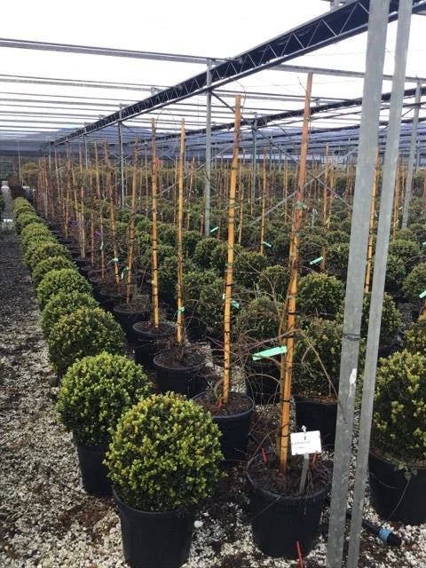 Japanse Esdoorn (Acer Palmatum 'Viridis') 7 Japanse Esdoorn (Acer Palmatum 'Viridis') - Afbeelding 5