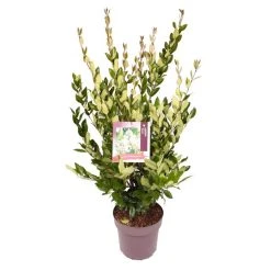 Liguster (Ligustrum Japonicum 'Texanum') -Groene Wereld 8863908295aea1fafcc3b9c48b0993c1